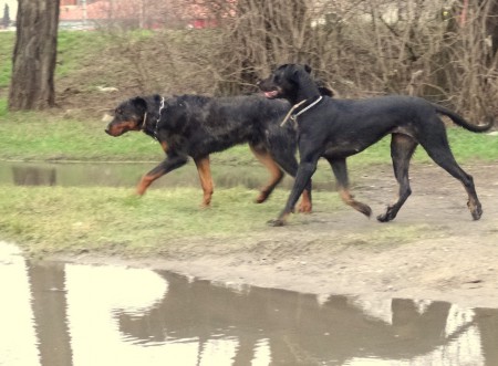 Balboa a Cedra z Babanovho vrska